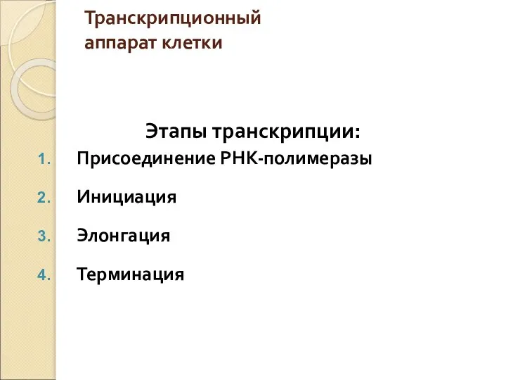 Транскрипционный аппарат клетки Этапы транскрипции: Присоединение РНК-полимеразы Инициация Элонгация Терминация