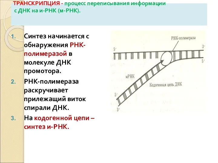 ТРАНСКРИПЦИЯ - процесс переписывания информации с ДНК на и-РНК (м-РНК). Синтез начинается