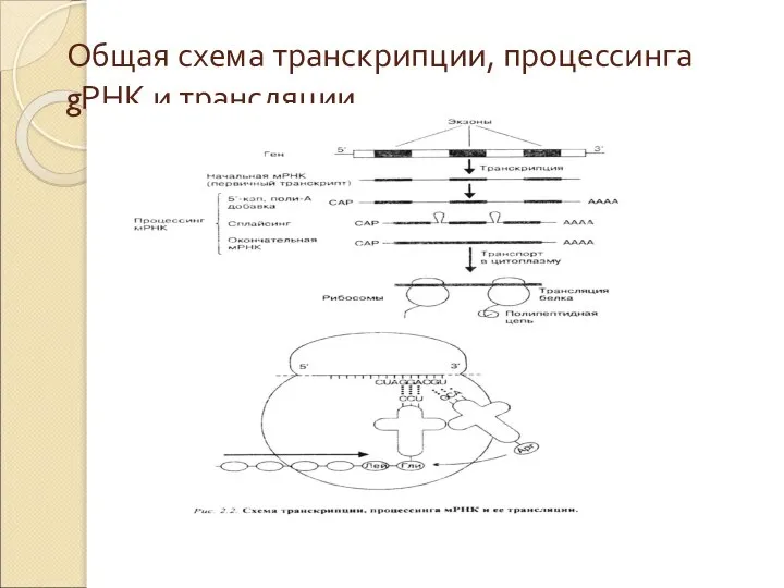 Общая схема транскрипции, процессинга gРНК и трансляции