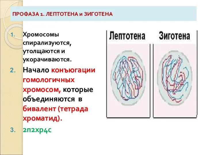ПРОФАЗА 1. ЛЕПТОТЕНА и ЗИГОТЕНА Хромосомы спирализуются, утолщаются и укорачиваются. Начало конъюгации