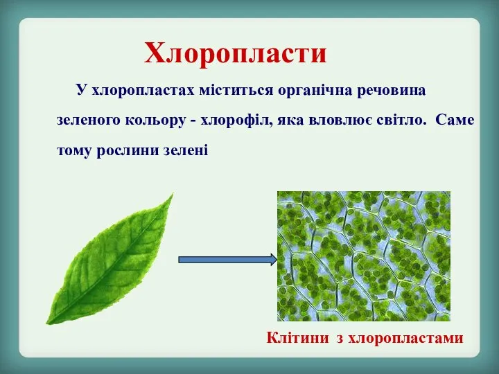 Хлоропласти У хлоропластах міститься органічна речовина зеленого кольору - хлорофіл, яка вловлює