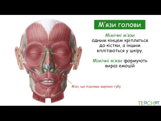 Мімічні м’язи одним кінцем кріпляться до кістки, а іншим вплітаються у шкіру.