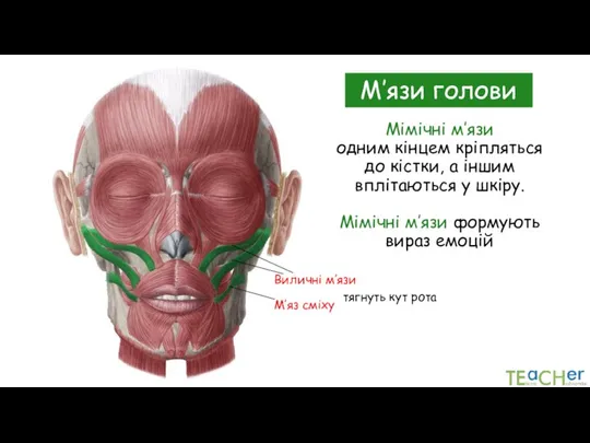 Мімічні м’язи одним кінцем кріпляться до кістки, а іншим вплітаються у шкіру.