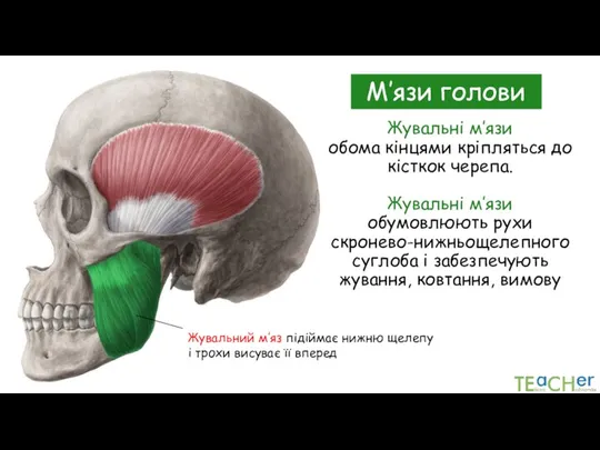 Жувальні м’язи обома кінцями кріпляться до кісткок черепа. Жувальні м’язи обумовлюють рухи