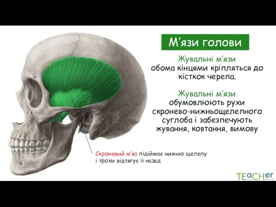 Жувальні м’язи обома кінцями кріпляться до кісткок черепа. Жувальні м’язи обумовлюють рухи