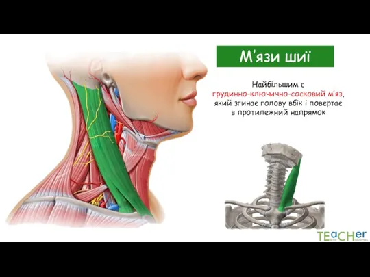 М’язи шиї Найбільшим є грудинно-ключично-сосковий м’яз, який згинає голову вбік і повертає в протилежний напрямок
