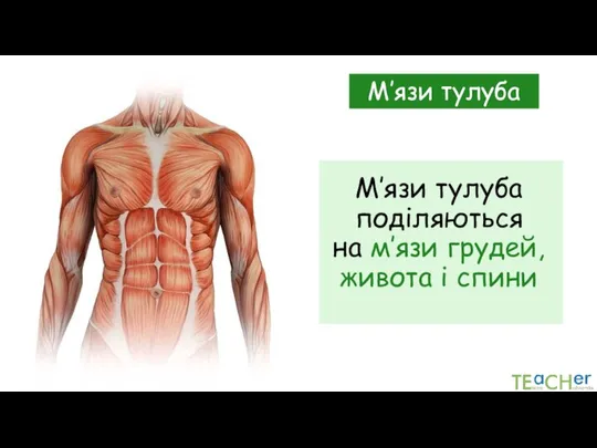 М’язи тулуба поділяються на м’язи грудей, живота і спини М’язи тулуба