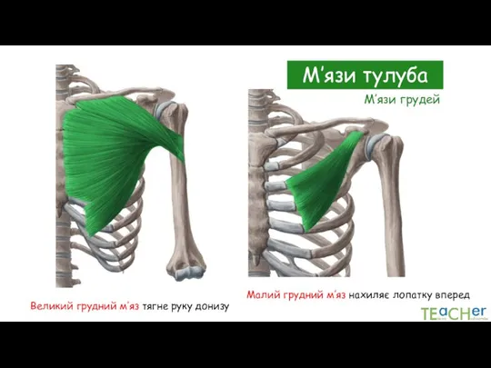 М’язи тулуба Малий грудний м’яз нахиляє лопатку вперед Великий грудний м’яз тягне руку донизу М’язи грудей
