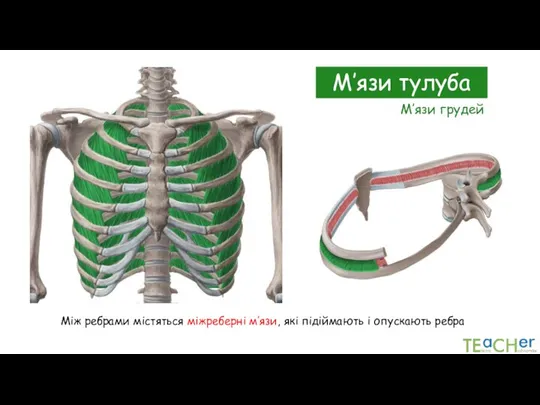 М’язи тулуба Між ребрами містяться міжреберні м’язи, які підіймають і опускають ребра М’язи грудей