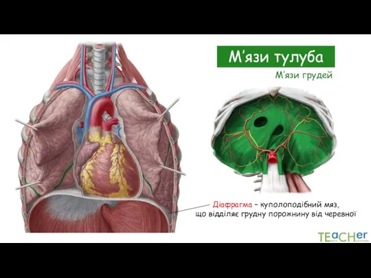 М’язи тулуба Діафрагма – куполоподібний мяз, що відділяє грудну порожнину від черевної М’язи грудей