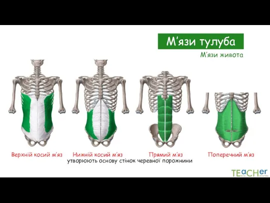 М’язи тулуба М’язи живота Верхній косий м’яз Нижній косий м’яз Прямий м’яз