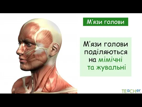 М’язи голови поділяються на мімічні та жувальні М’язи голови