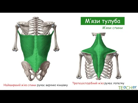 М’язи тулуба М’язи спини Трапецієподібний м’яз рухає лопатку Найширший м’яз спини рухає верхню кінцівку