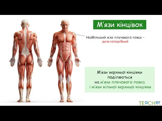 М’язи кінцівок Найбільший м’яз плечового пояса – дельтоподібний