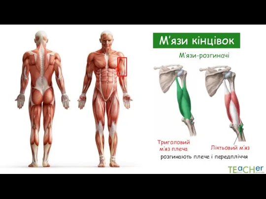 М’язи кінцівок Триголовий м’яз плеча Ліктьовий м’яз розгинають плече і передпліччя М’язи-розгиначі