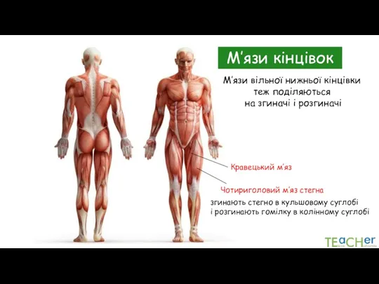 М’язи кінцівок М’язи вільної нижньої кінцівки теж поділяються на згиначі і розгиначі