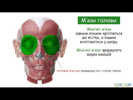 Мімічні м’язи одним кінцем кріпляться до кістки, а іншим вплітаються у шкіру.