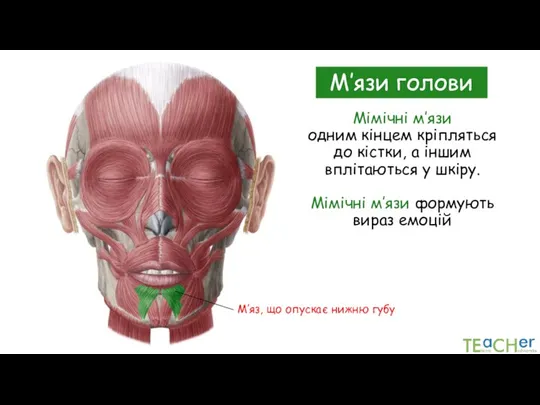 Мімічні м’язи одним кінцем кріпляться до кістки, а іншим вплітаються у шкіру.