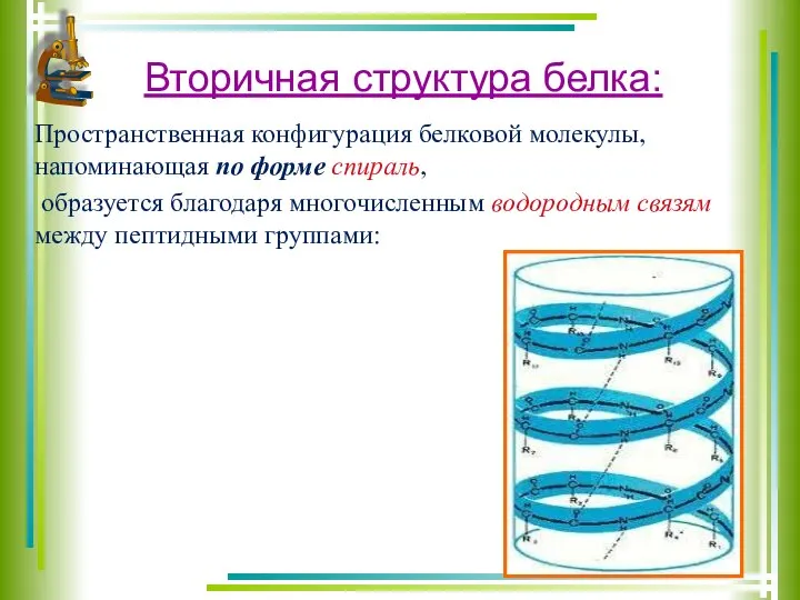 Вторичная структура белка: Пространственная конфигурация белковой молекулы, напоминающая по форме спираль, образуется