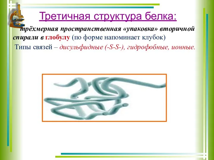 Третичная структура белка: трёхмерная пространственная «упаковка» вторичной спирали в глобулу (по форме