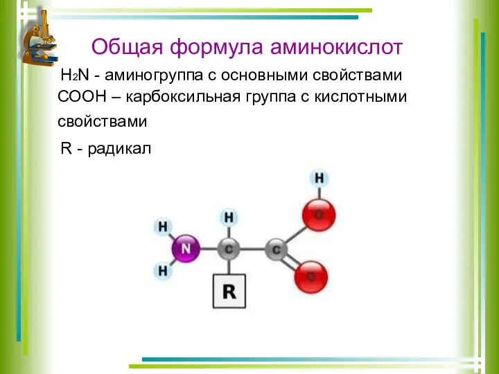 Общая формула аминокислот Н2N - аминогруппа с основными свойствами СООН – карбоксильная