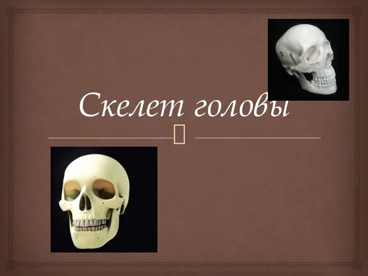 Skelet_golovy