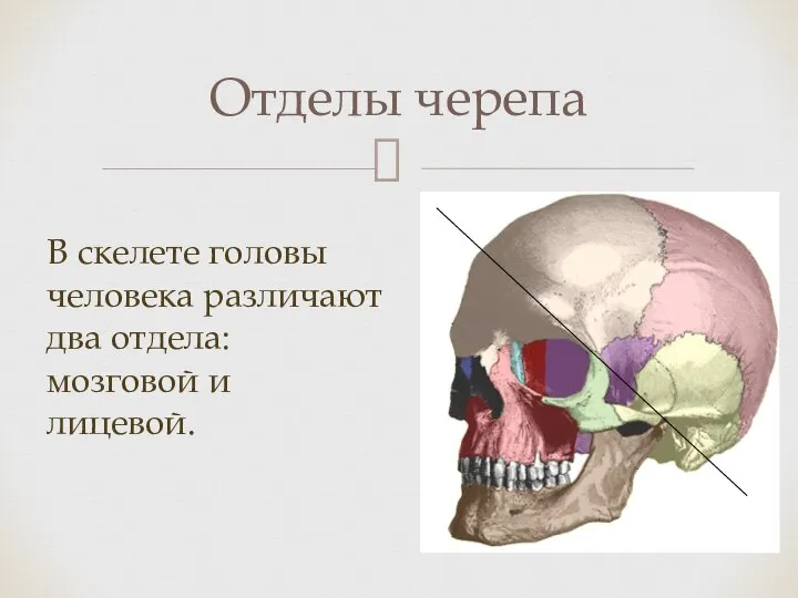 Отделы черепа В скелете головы человека различают два отдела: мозговой и лицевой.