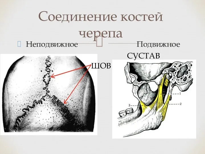 Неподвижное Подвижное Соединение костей черепа ШОВ СУСТАВ