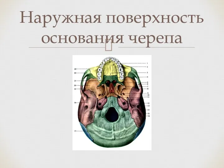 Наружная поверхность основания черепа