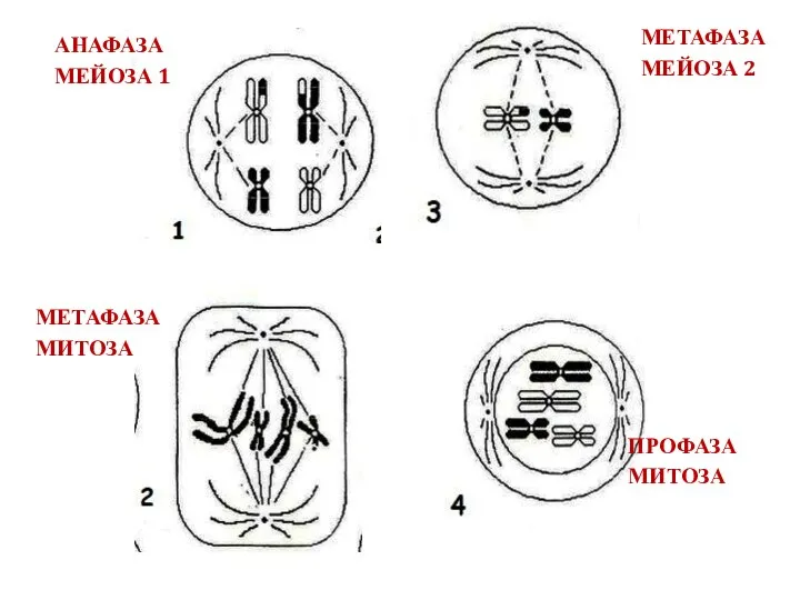 АНАФАЗА МЕЙОЗА 1 МЕТАФАЗА МИТОЗА МЕТАФАЗА МЕЙОЗА 2 ПРОФАЗА МИТОЗА