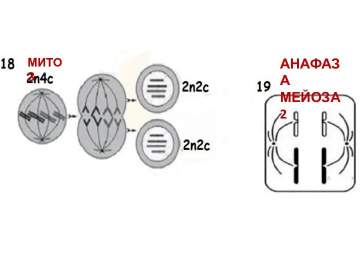 МИТОЗ АНАФАЗА МЕЙОЗА 2