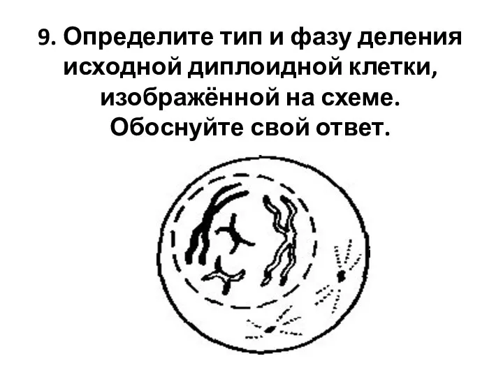 9. Определите тип и фазу деления исходной диплоидной клетки, изображённой на схеме. Обоснуйте свой ответ.