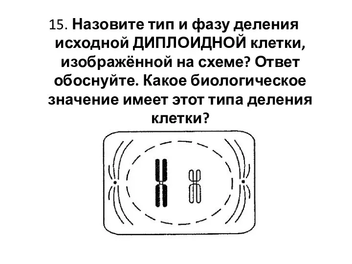 15. Назовите тип и фазу деления исходной ДИПЛОИДНОЙ клетки, изображённой на схеме?