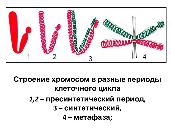 Строение хромосом в разные периоды клеточного цикла 1,2 – пресинтетический период, 3