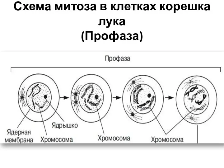 Схема митоза в клетках корешка лука (Профаза)