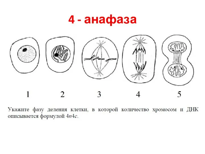 4 - анафаза