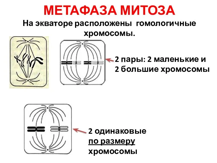 МЕТАФАЗА МИТОЗА На экваторе расположены гомологичные хромосомы. 2 пары: 2 маленькие и