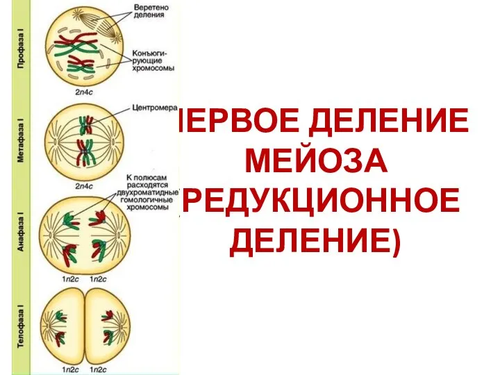 ПЕРВОЕ ДЕЛЕНИЕ МЕЙОЗА (РЕДУКЦИОННОЕ ДЕЛЕНИЕ)