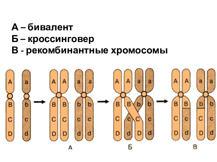 А – бивалент Б – кроссинговер В - рекомбинантные хромосомы