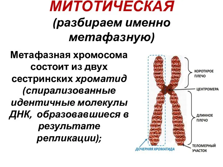 МИТОТИЧЕСКАЯ (разбираем именно метафазную) Метафазная хромосома состоит из двух сестринских хроматид (спирализованные