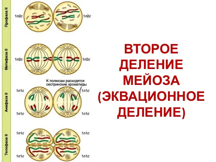 ВТОРОЕ ДЕЛЕНИЕ МЕЙОЗА (ЭКВАЦИОННОЕ ДЕЛЕНИЕ)