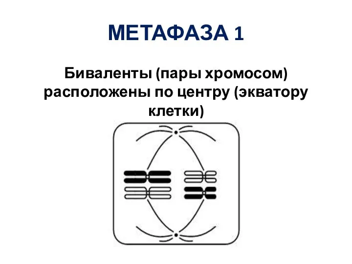 МЕТАФАЗА 1 Биваленты (пары хромосом) расположены по центру (экватору клетки)