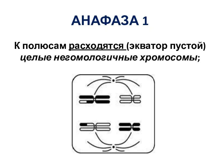 АНАФАЗА 1 К полюсам расходятся (экватор пустой) целые негомологичные хромосомы;