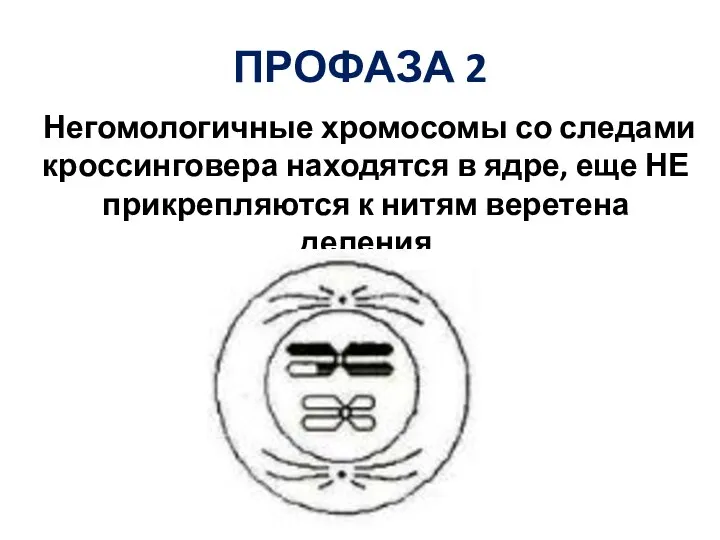 ПРОФАЗА 2 Негомологичные хромосомы со следами кроссинговера находятся в ядре, еще НЕ