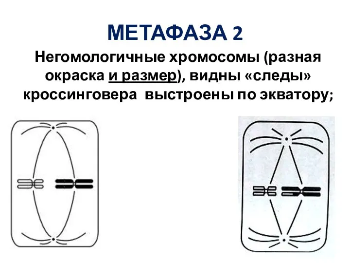 МЕТАФАЗА 2 Негомологичные хромосомы (разная окраска и размер), видны «следы» кроссинговера выстроены по экватору;