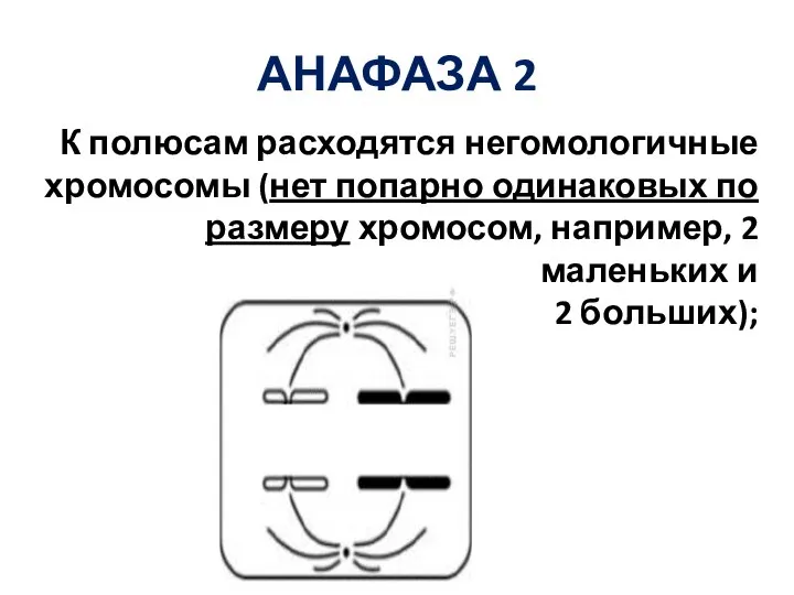 АНАФАЗА 2 К полюсам расходятся негомологичные хромосомы (нет попарно одинаковых по размеру