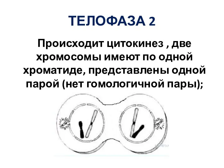 ТЕЛОФАЗА 2 Происходит цитокинез , две хромосомы имеют по одной хроматиде, представлены