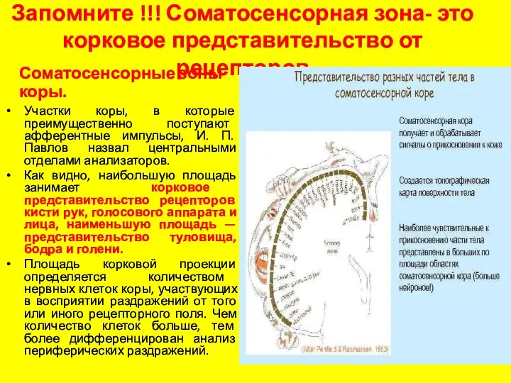 Запомните !!! Соматосенсорная зона- это корковое представительство от рецепторов Соматосенсорные зоны коры.