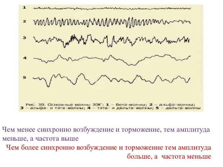 Чем менее синхронно возбуждение и торможение, тем амплитуда меньше, а частота выше