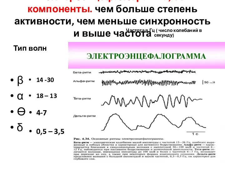 Электроэнцефалограмма, ее компоненты. чем больше степень активности, чем меньше синхронность и выше